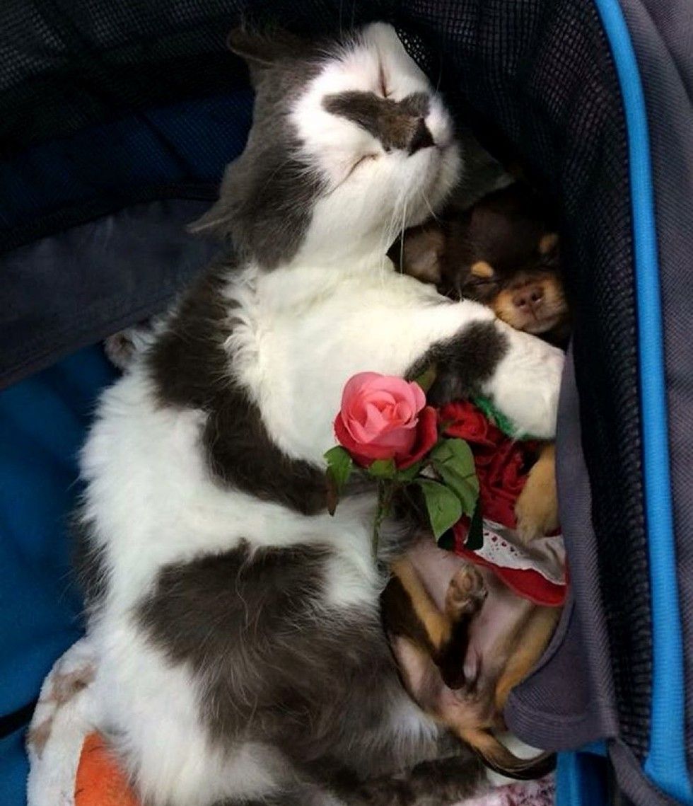 cat leads a pack of dogs and provides cuddles