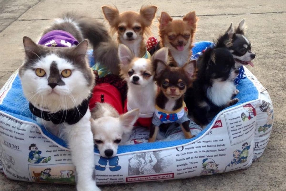cat leads a pack of dogs and provides cuddles