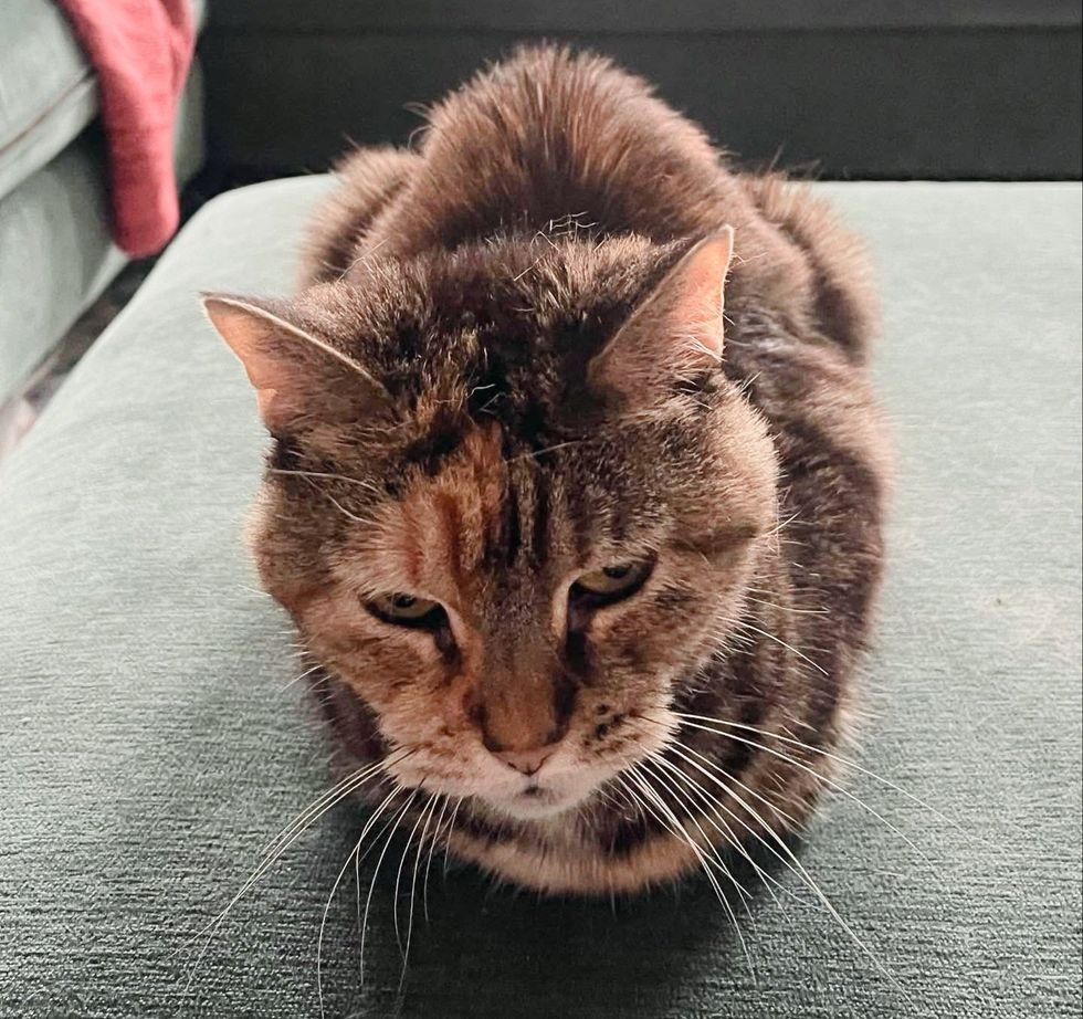 cat loafing cute