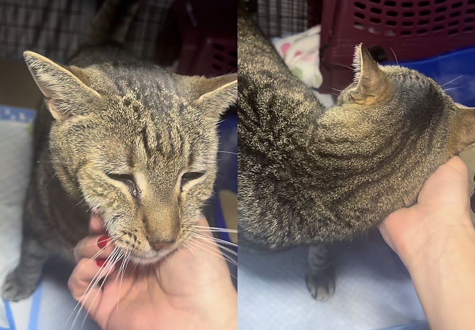 cat longing for love pets