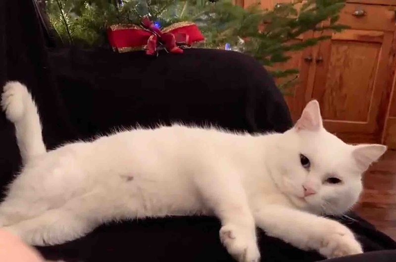 cat lounging christmas tree