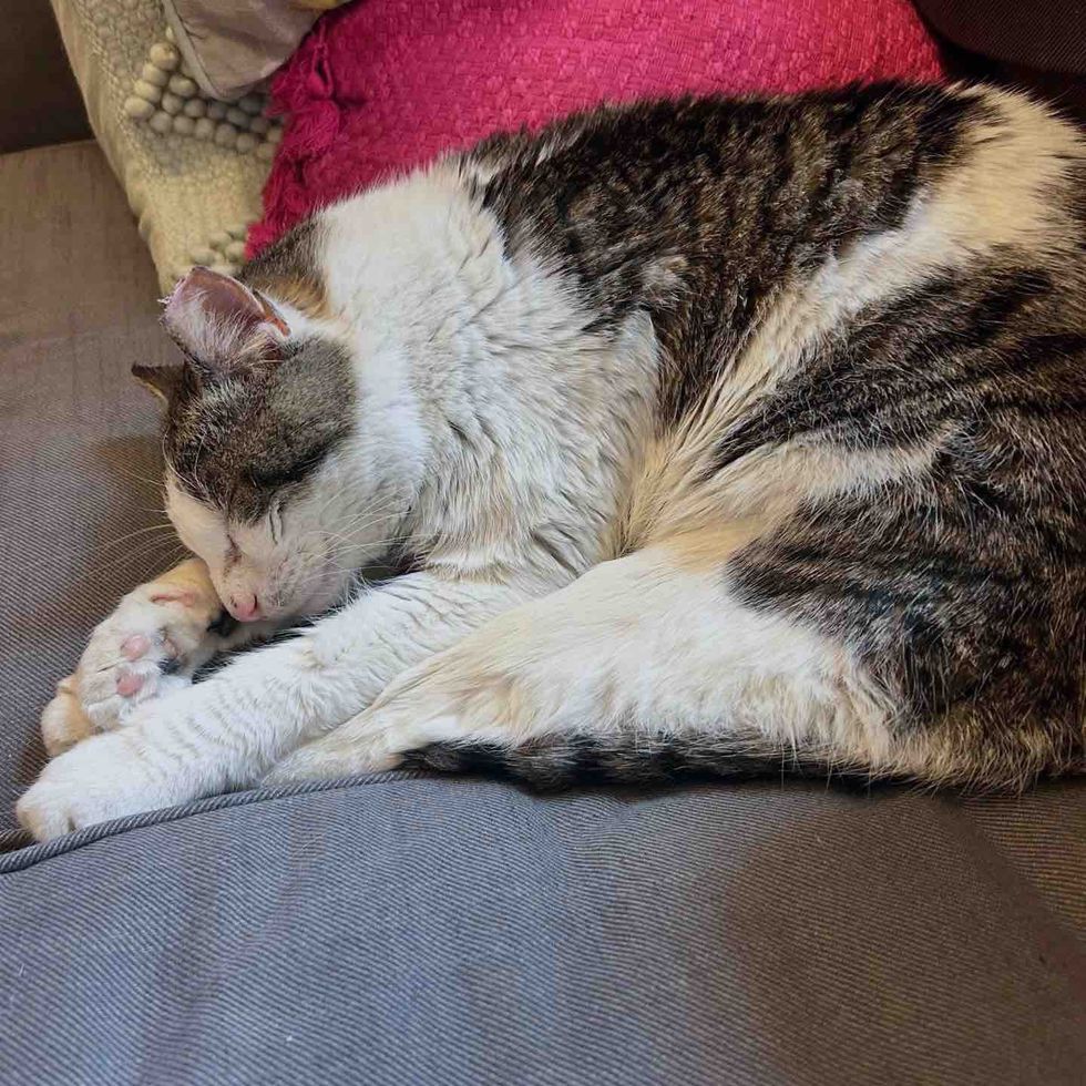 cat lounging couch sleeping