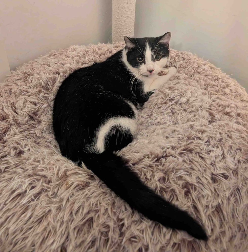 cat loves fluffy bed