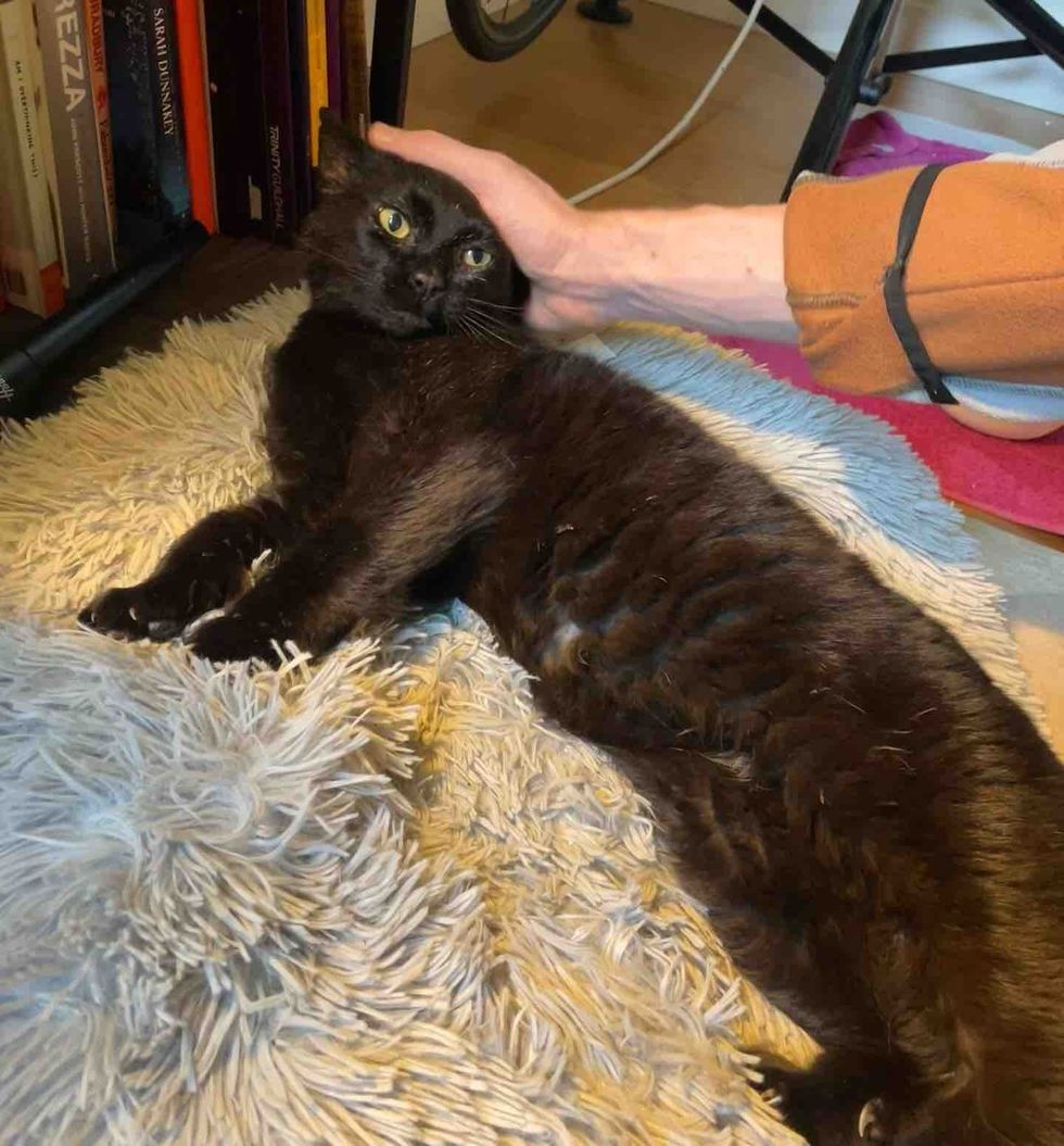 cat loves snuggles