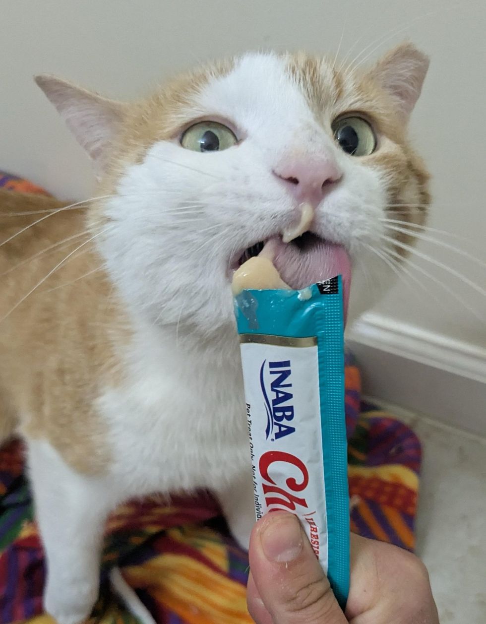 cat loves treats