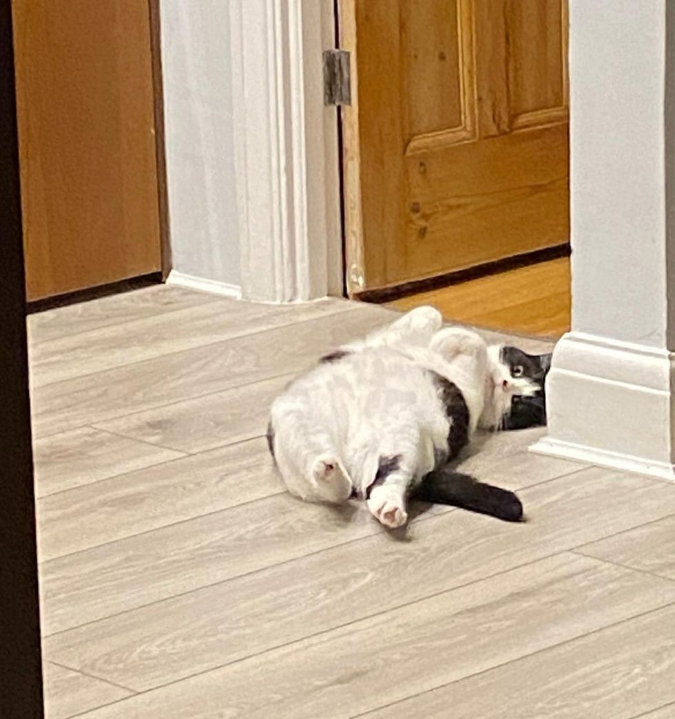 cat lying belly fluff