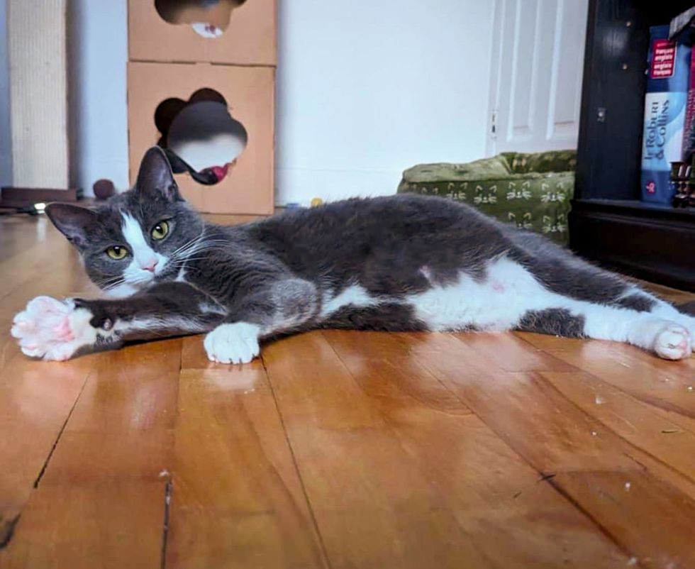 cat lying big belly paws