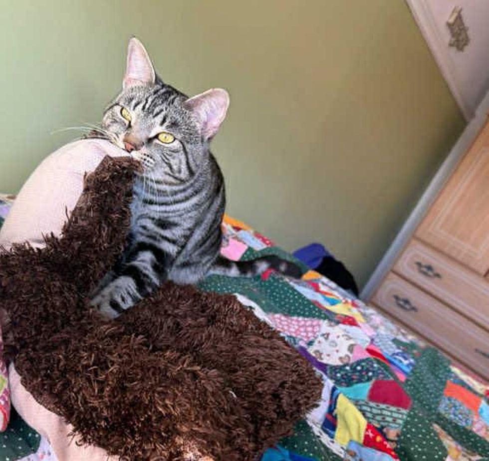 cat making biscuits