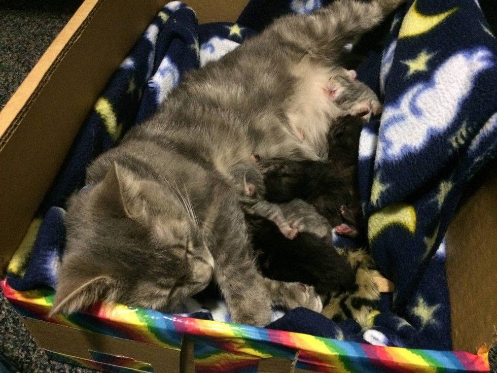 cat mama caring for newborn kittens