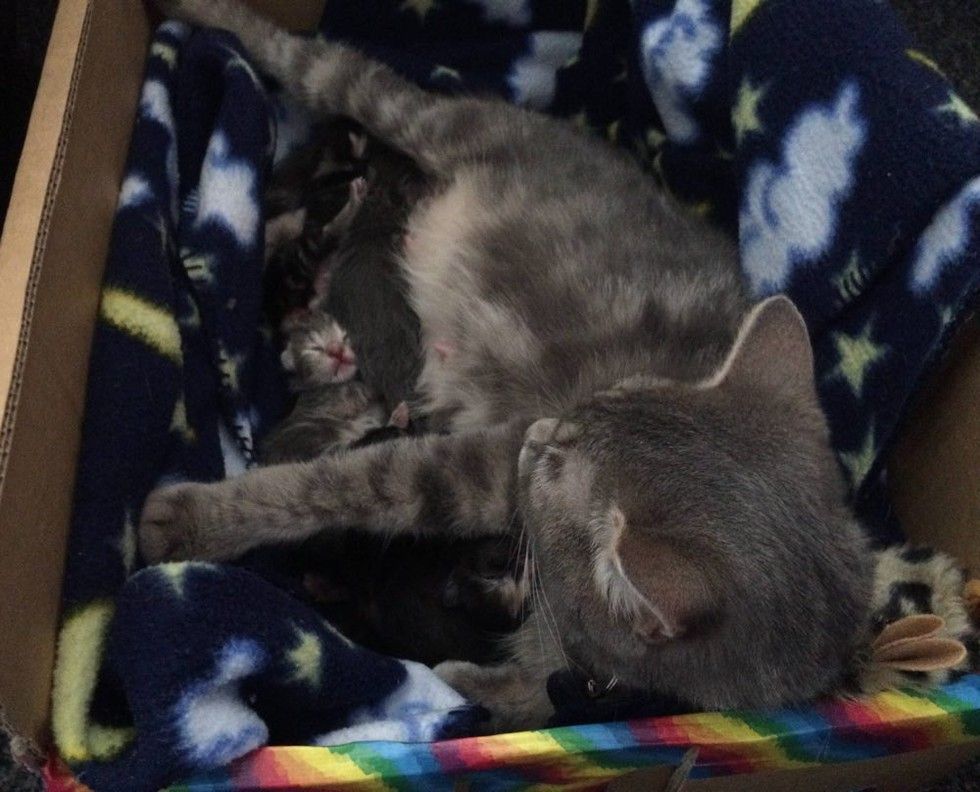 cat mama caring for newborn kittens