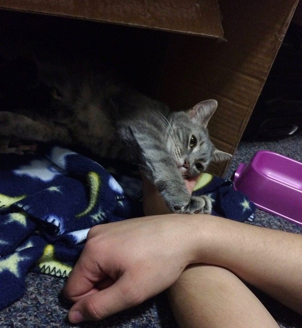 cat mama caring for newborn kittens