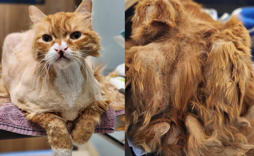 cat matted fur shaved