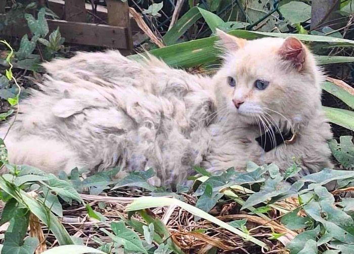 cat matted fur yard