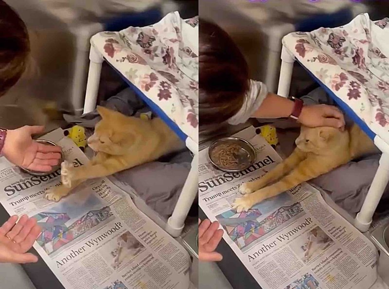 cat meets visitor paws