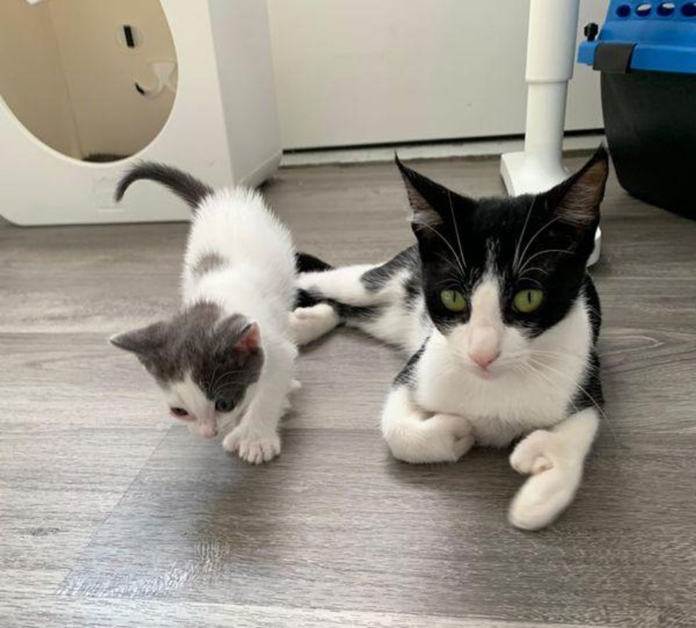 cat mom and kitten extra toes