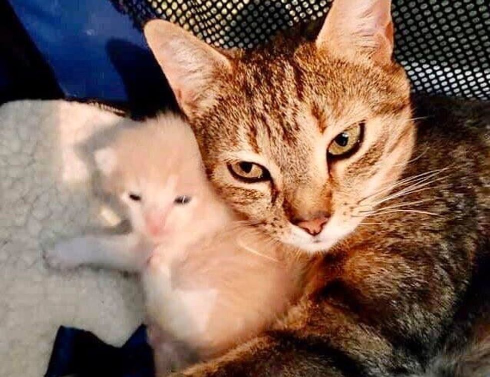 cat mom, cuddling, kitten