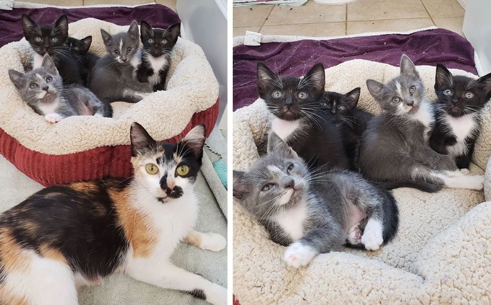 cat mom, cute kittens