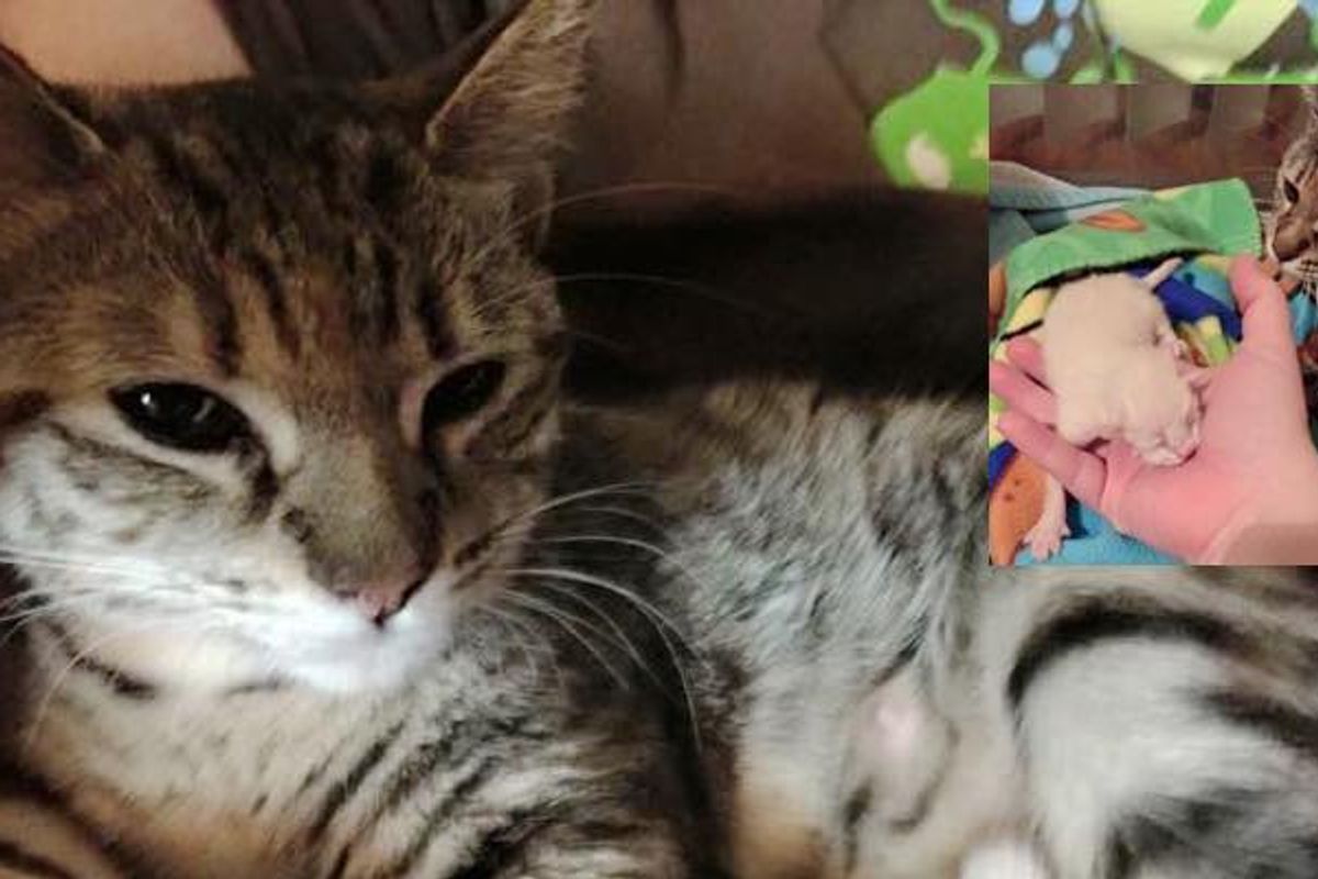 cat mom finds help minutes before birth kitten babies