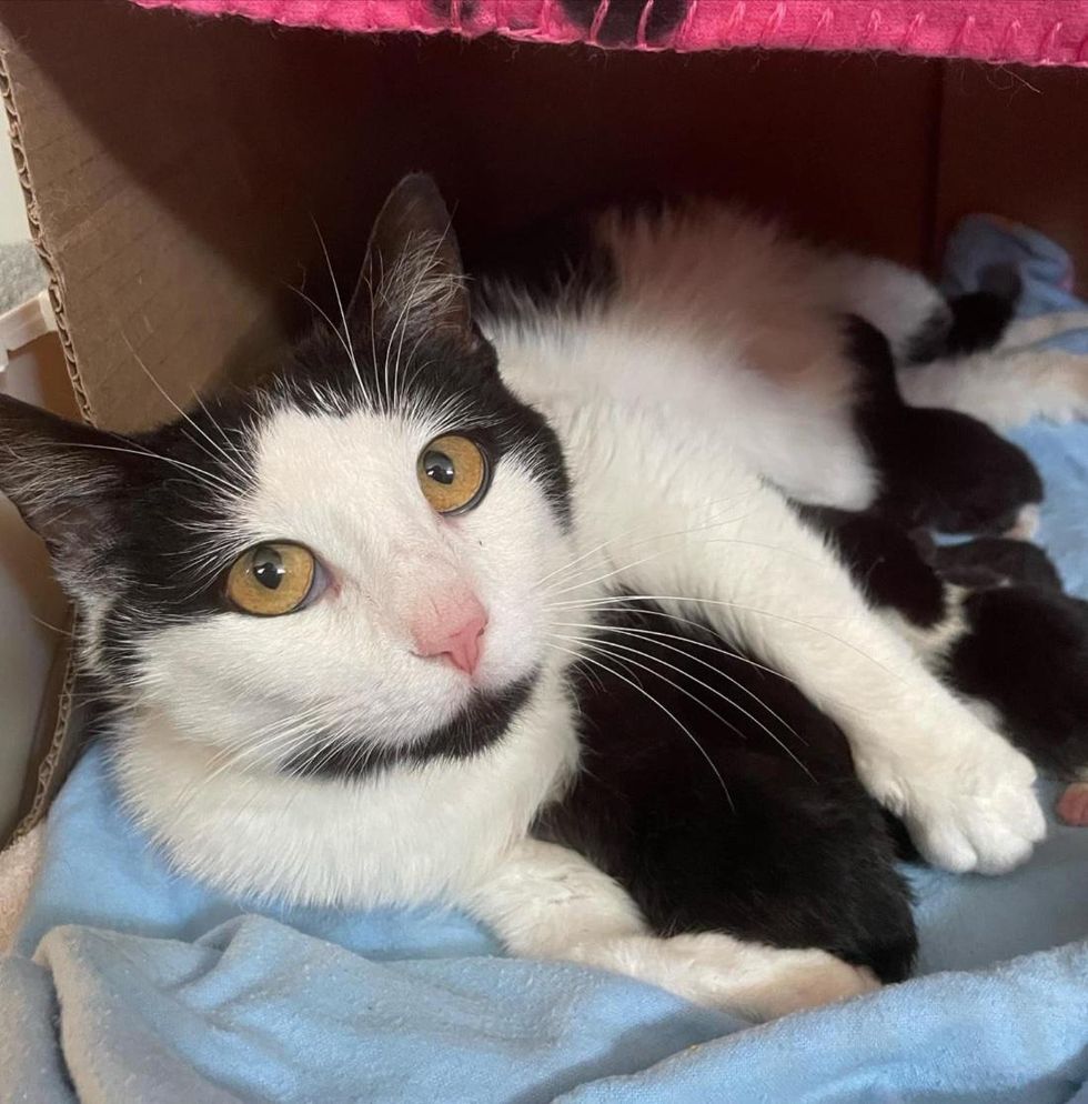 cat mom hugs kittens
