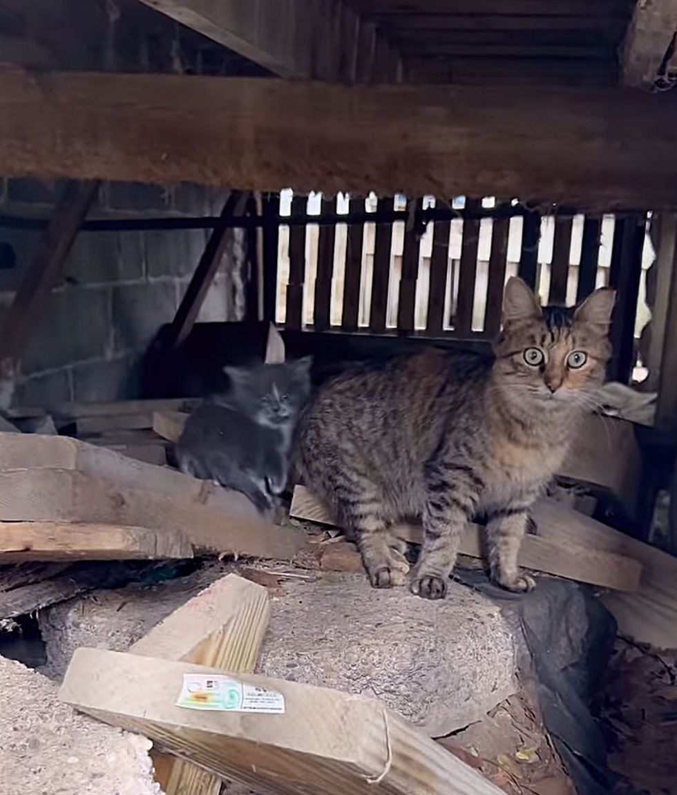 cat mom kitten porch