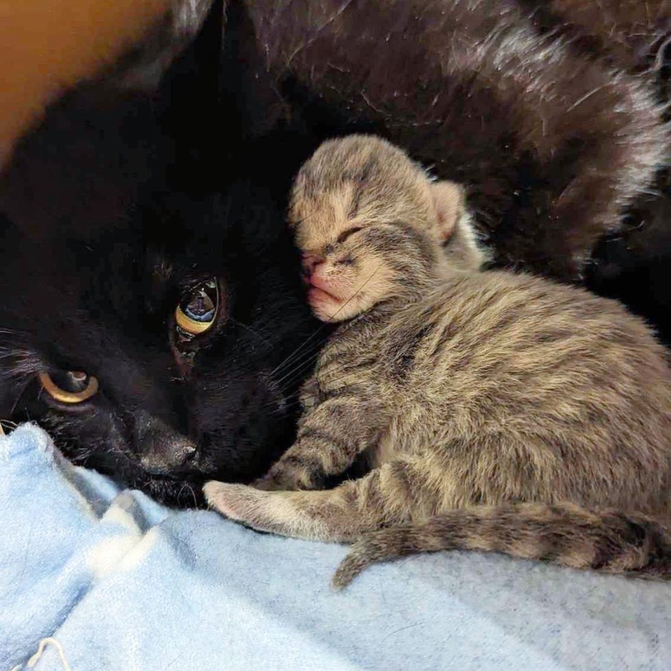 cat mom kitten snuggle