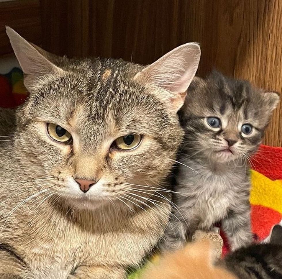 cat mom kitten sweet