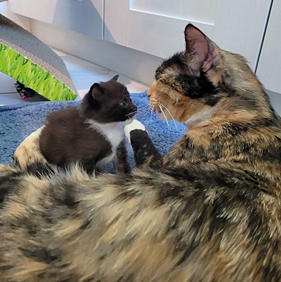 cat mom kitten