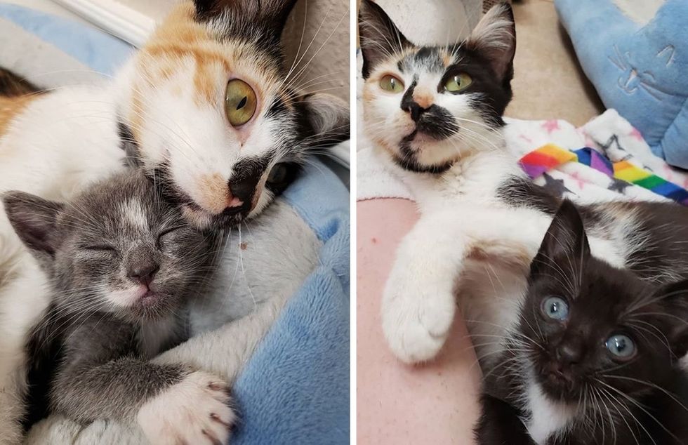 cat mom, kittens, calico