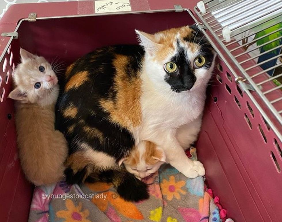 cat mom, kittens, calico