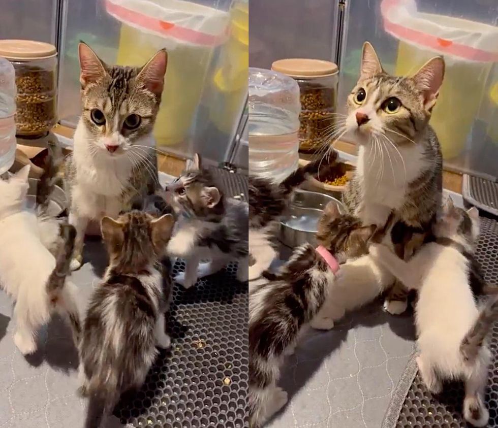 cat mom kittens, reunion