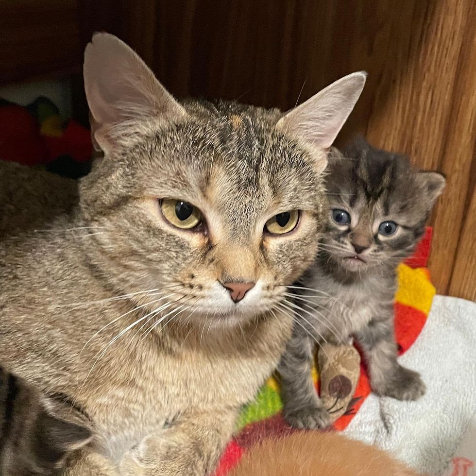 cat mom kittens snuggles