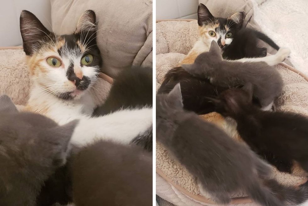 cat mom, kittens