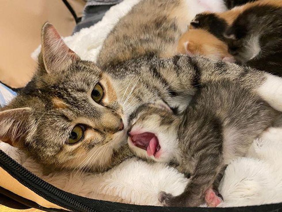 cat mom kittens