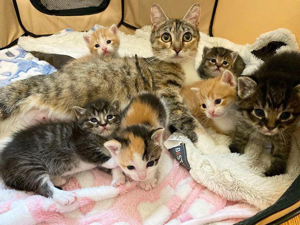 cat mom kittens