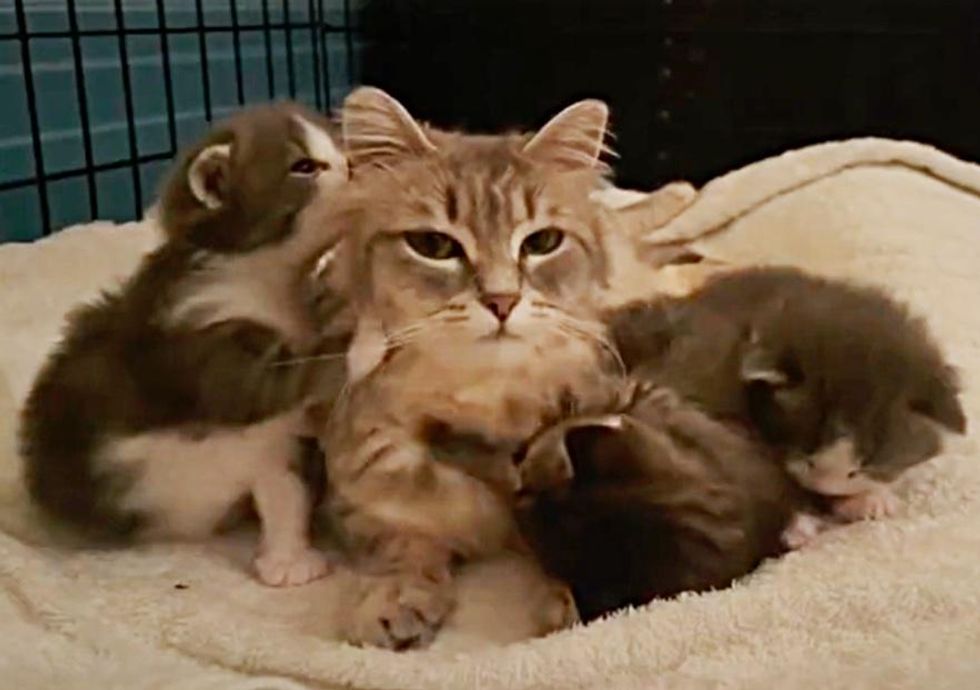 cat mom kittens