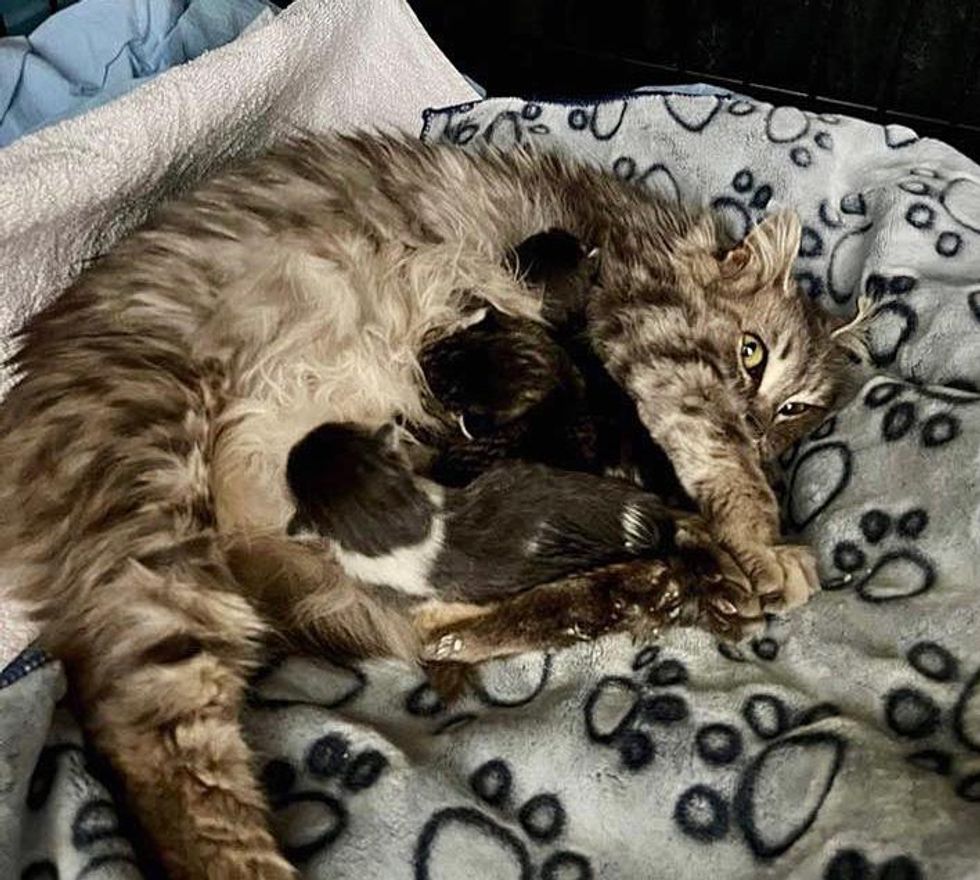 cat mom kittens