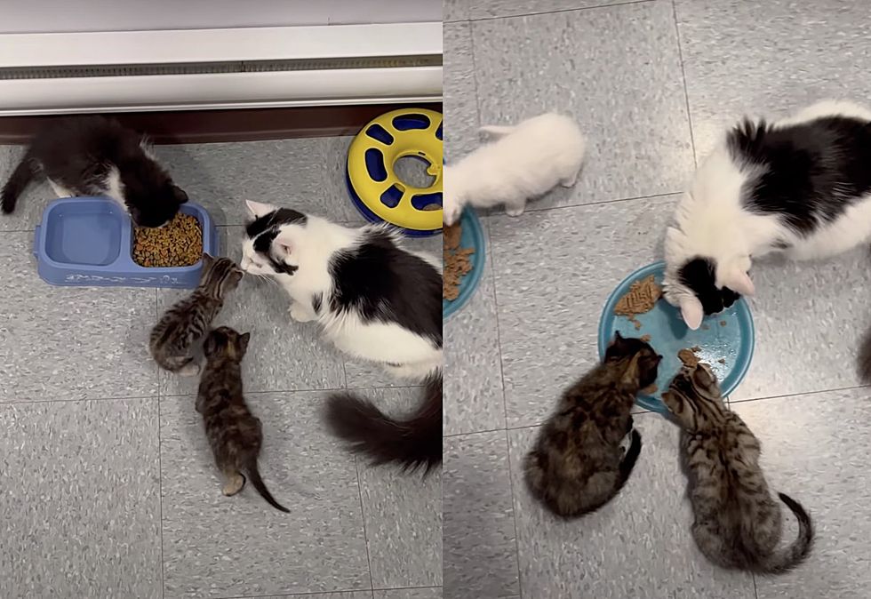 cat mom kittens