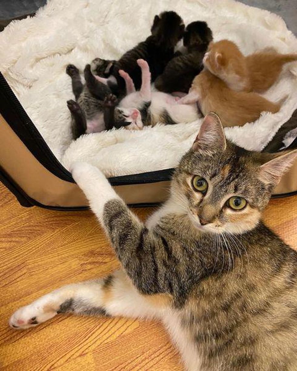 cat mom newborn kittens