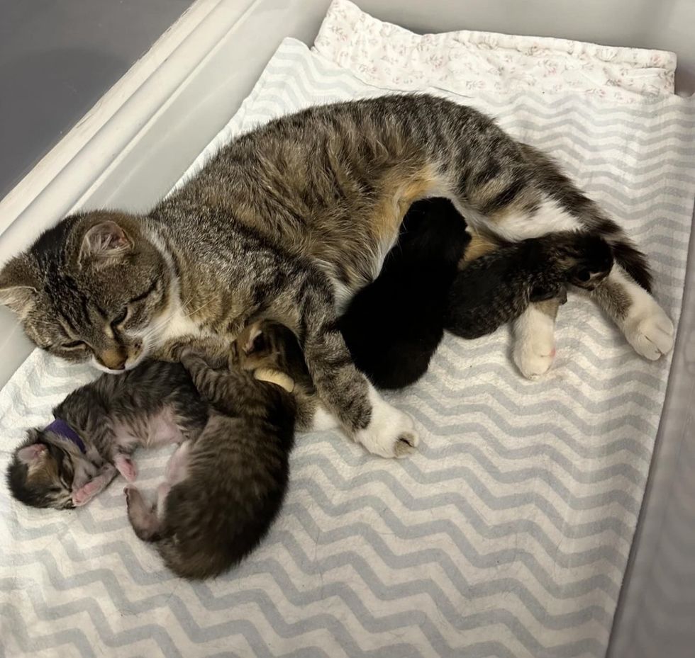 cat mom newborn kittens