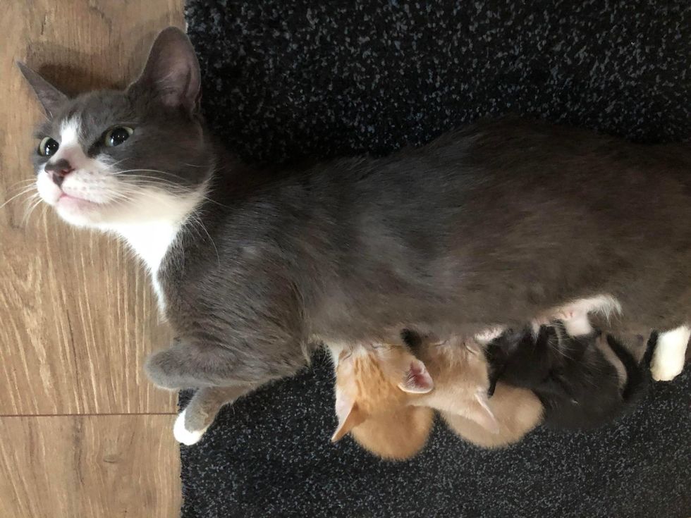 cat mom nursing kittens