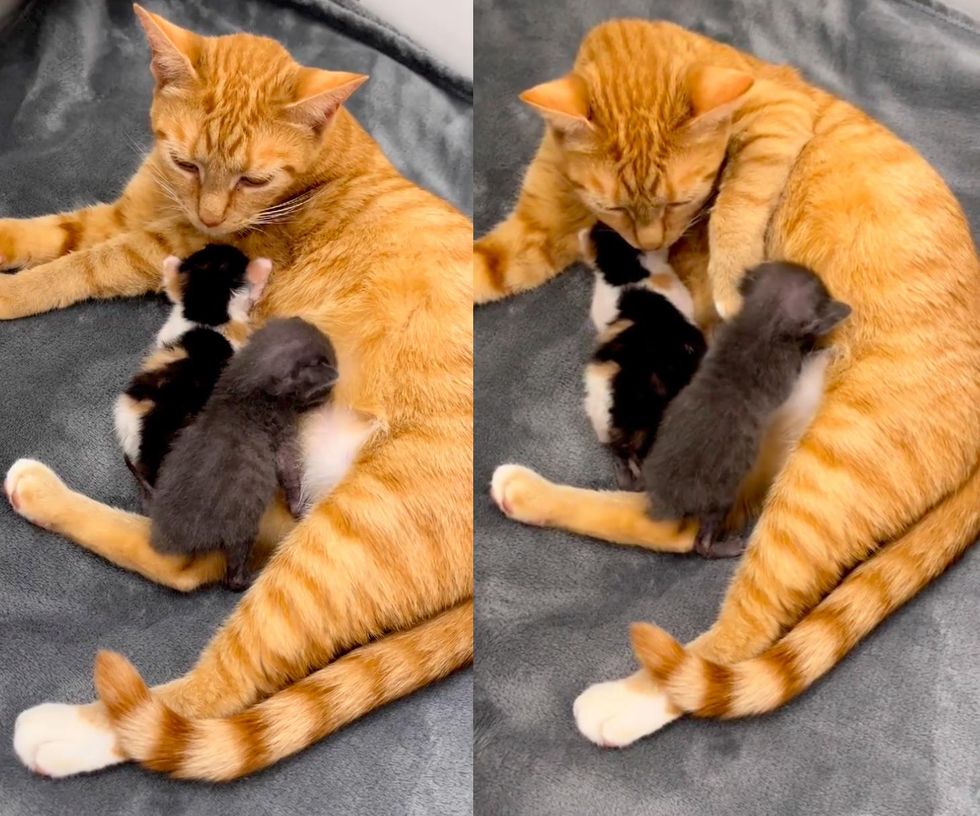 cat mom nursing kittens