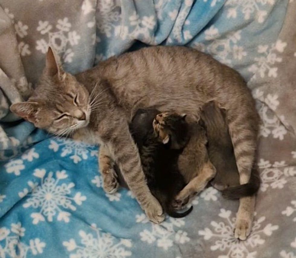 cat mom nursing kittens