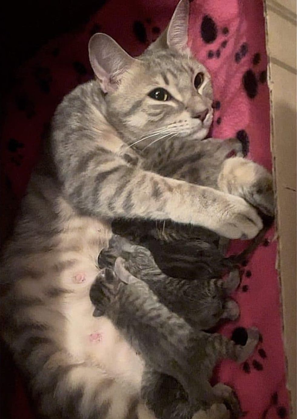 cat mom nursing kittens