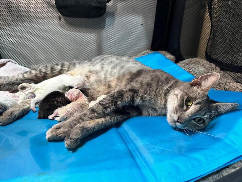 cat mom nursing kittens