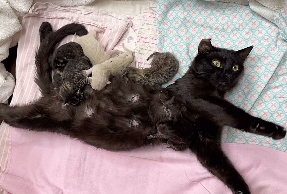 cat mom nursing kittens