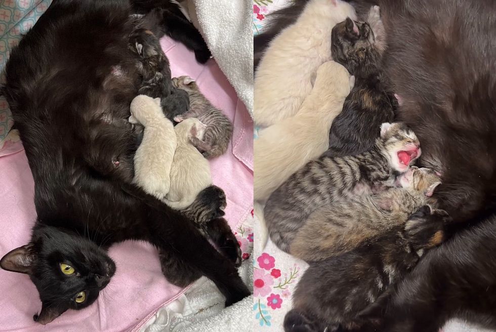 cat mom nursing kittens