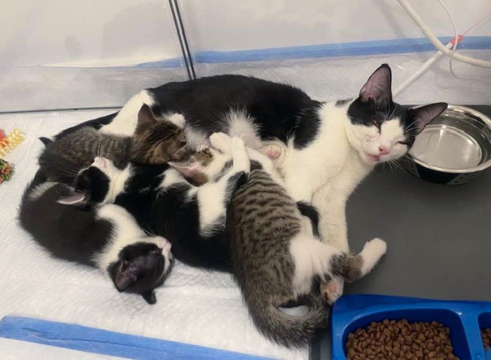 cat mom nursing kittens
