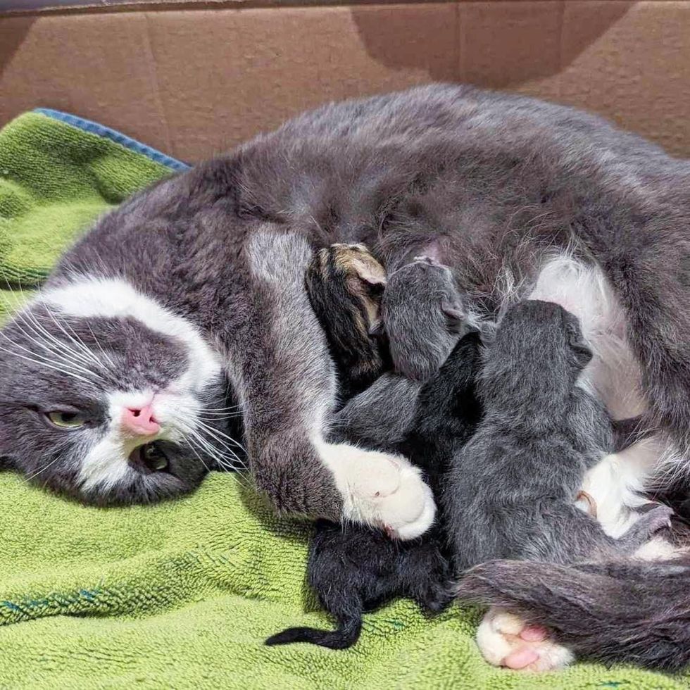 cat mom nursing kittens