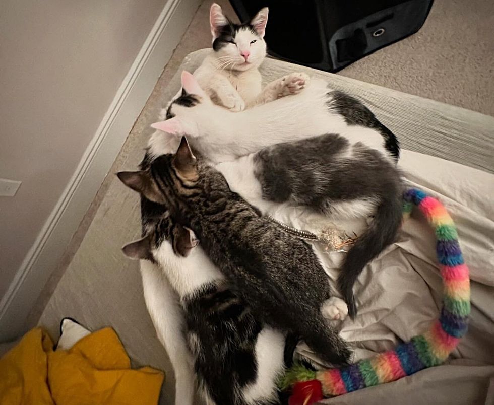 cat mom nursing kittens
