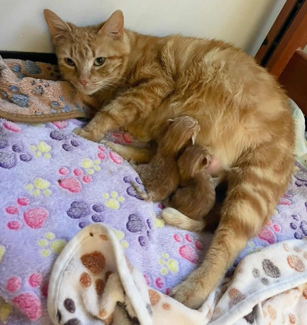cat mom nursing kittens